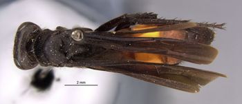 Media type: image;   Entomology 13685 Aspect: habitus dorsal view